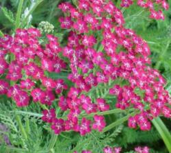 Achillea millefolium 'Cassis' közönséges évelõ cickafark 14 cm cserépben