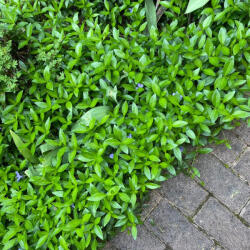  Kis meténg - Vinca minor - Konténeres