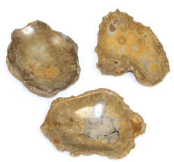  Sapuniera din Fosil Coral Mineral Natural Neregulat - 12-14 x 9-10 x 2 cm - 1 Buc