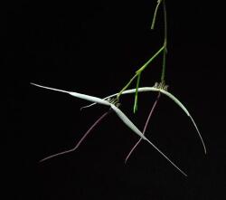 Positive Outcome orchidea eszencia