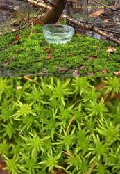  Narnia Sphagnum Moha LTOE eszencia