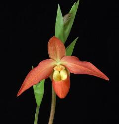 Clearing the Way / Self Belief orchidea eszencia