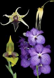  Life Cycle Renewal összetett orchidea eszencia