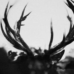 Ihsahn Ihsahn - facethemusic - 6 490 Ft