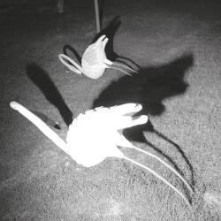 Amini, Siavash, Hessam A Mimesis of Nothingness