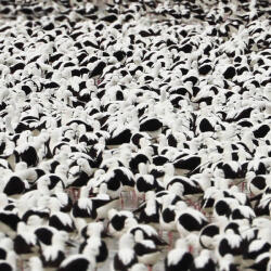 Donnelly, Stella Flood - facethemusic - 5 790 Ft