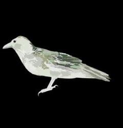 Green Crow Collective Hard Drive Error