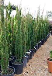 Ragyogás IM Kft Európai Ciprus-cupressus Sempervirens Pyramidalis Bush - plantstore - 22 600 Ft