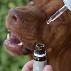 CURE POINT CBD Pet 5% olaj tonhal ízesítéssel, 10 ml