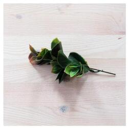  Barna babérmeggy, mérete: 14 cm (teljes hossza 17 cm)