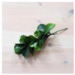  Hamvas-zöld babérmeggy, mérete: 14 cm (teljes hossza 17 cm)