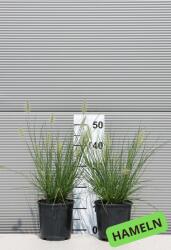 Ragyogás IM Kft évelõ Tollborzfű 2 Fajta- Pennisetum Alopecuroides