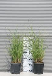 Ragyogás IM Kft Zebrafű-miscanthus Sinensis Zebrinus