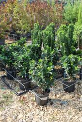 Ragyogás IM Kft Japán Kecskerágó- Euonymus Japonicus Bush