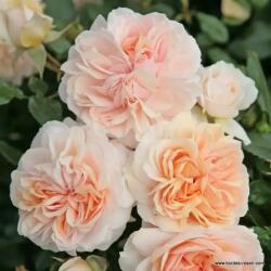 Kordes® Роза Garden of Roses® - Kordes®