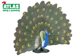 Atlas Figura păunului 11, 5 cm (WKW001800) Figurina