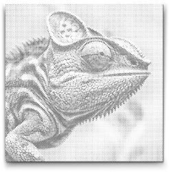 PontPöttyöző - Kaméleon rózsaszín árnyalatokban Méret: 50x50cm, Keretezés: Kartonlemezen, Szín: Fekete