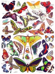 New York Puzzle Company - Pillangók 1000 darabos kirakó (PD633)