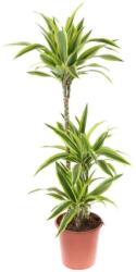 Drakula természetes szobanövény, Dracaena citromsárga cserépben, H 130 cm, D 24 cm (886534000187)