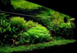 INVITAL Rotala sp. Green (Cserép Ø 5, 5 cm)