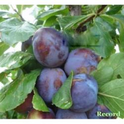 Pom Fruct Prun Record (Mirobolan) (PF)