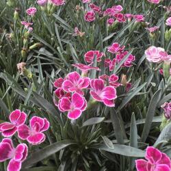 Dianthus szegfű, 10 cm-es cserépben