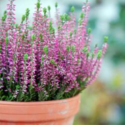Csarab (Calluna Vulgaris) vegyes színekben 17-19 cm-es cserépben