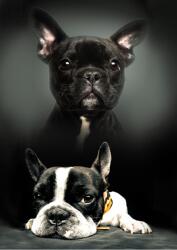  Kutyás polár takaró 100x140cm (BRM008885)