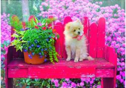 Bluebird Puzzle 90107 - Puppy in the Colorful Garden - 500 db-os puzzle (90107)