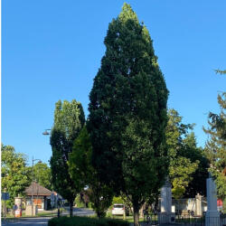 Kocsányos tölgy - Quercus robur 'Fastigiata' - Konténeres