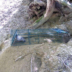 Élvefogó Csapda - Nyestek és Rókakölykök - 1000-es