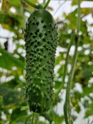 HEKTAR Seminte Castraveti Cornison PRUT F1, Hektar - 100 seminte, Timpuriu (PR-103523)