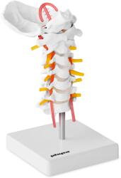 Physa Nyaki gerincoszlop modell - életnagyságú (PHY-SM-3)