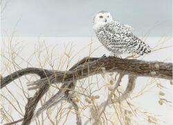Cobble Hill 45050 - Snowy Owl - 500 db-os puzzle (45050)