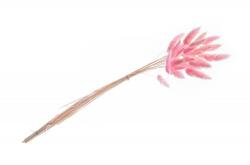 Chaks Buchet de flori - Lagurus roz