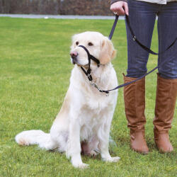 TRIXIE Trixie Top Trainter Headcollar, L-XL, 37 cm, 48-60 cm - efistore