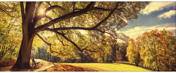 Pure Living Tablou sticlă Sunshine in the park 30x80 cm (GLA2361C)