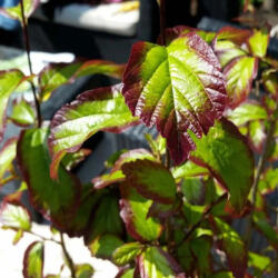 Perzsafa - Parrotia persica 'Persian Spire