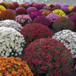õszi krizantém (Chrysanthemum), 19 cm-es cserépben gömb alakú, több színben