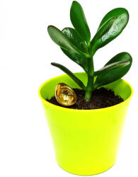  Planta banilor set cu pepita aurie, crassula simbolizeaza cresterea averii, 12 cm verde