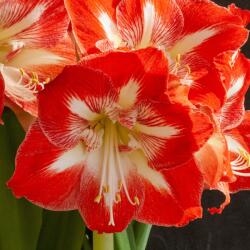  Amaryllis Minerva cserepes amarillisz 12-14 cm-es cserépben, 1 db