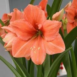 Amaryllis Rilona cserepes amarillisz 12-14 cm-es cserépben, 1 db