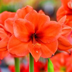 Amaryllis Orange Sovereign cserepes amarillisz 12-14 cm-es cserépben, 1 db