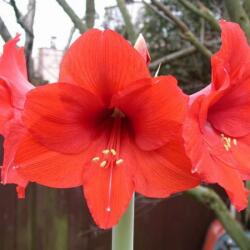  Amaryllis Red Lion cserepes amarillisz 12-14 cm-es cserépben, 1 db