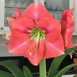  Amaryllis Vera cserepes amarillisz 12-14 cm-es cserépben, 1 db