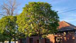 Gömbkőris 'Mecsek' - Fraxinus ornus 'Mecsek' - Konténeres