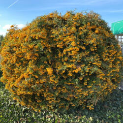  Sárga bogyójú tűztövis - Pyracantha coccinea 'Golden Charmer' - Konténeres