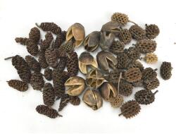  Terméscsomag forest - kosarbolt