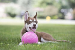 Jolly Pets Bounce-n Play 15cm kutyalabda (8504)