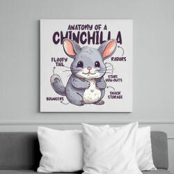 printfashion Csincsilla anatómia - Vászonkép - Fehér (14152668)
